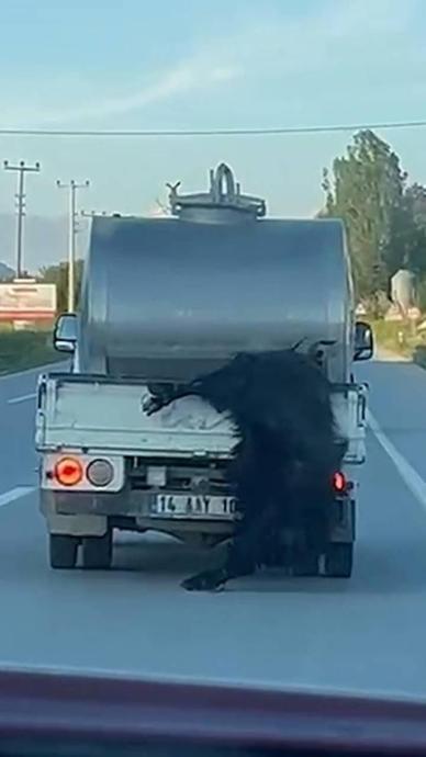 Kurbanlığa b&ouml;yle işkence olur mu?