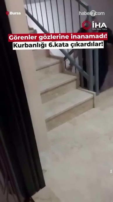 Kurbanlığı 6. kata &ccedil;ıkardı!
