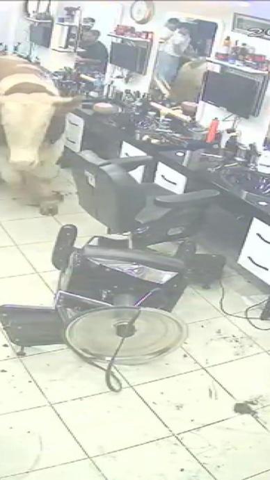 Kurbanlık ka&ccedil;ak boğa kuaf&ouml;r salonuna girdi