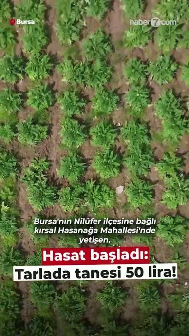 Tarlada tanesi 50 liradan alıcı buluyor
