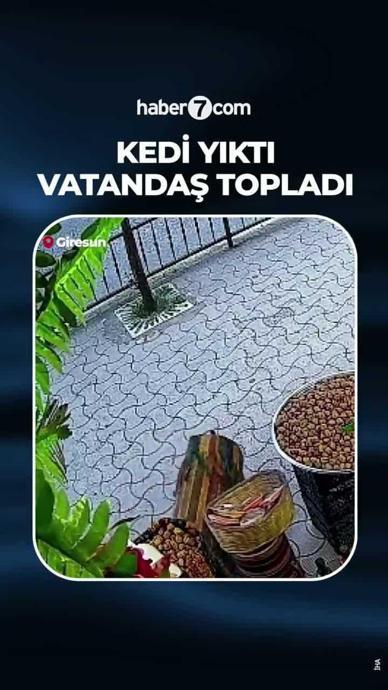 Kedinin devirdiği cevizleri vatandaşlar topladı
