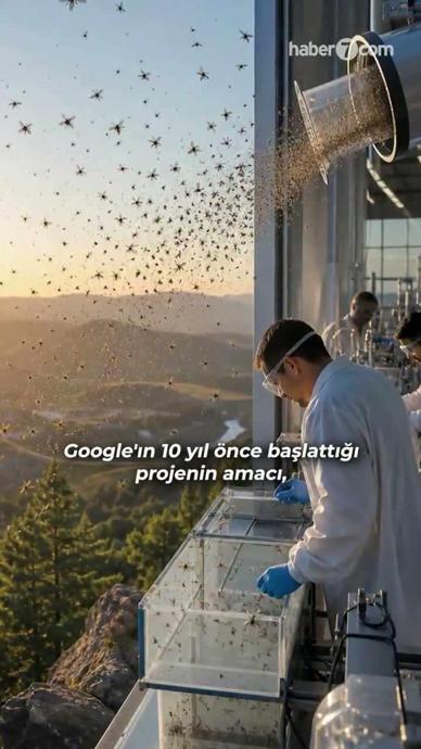Milyonlarca sivrisineği şehirlere salacaklar!
