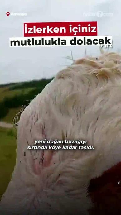 Buzağıyı sırtında taşıdı