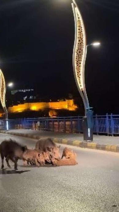 Domuzlar sahillere indi!