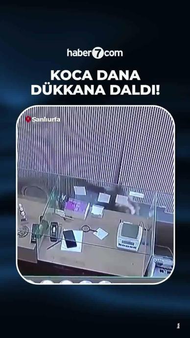 Koca dana d&uuml;kkana daldı!