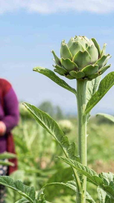 D&ouml;n&uuml;m başına 60 bin lira kazandırıyor!
