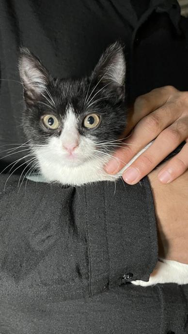 7'inci kattan d&uuml;şen kediyi şemsiye ile kurtardı