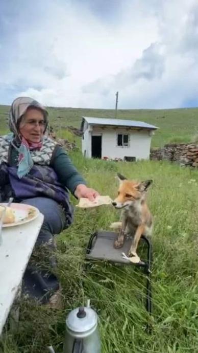 Sofranın misafiri bu kez tilki oldu