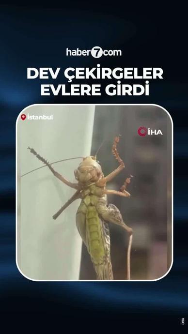 Evlere giren dev &ccedil;ekirgeler paniğe neden oldu. 