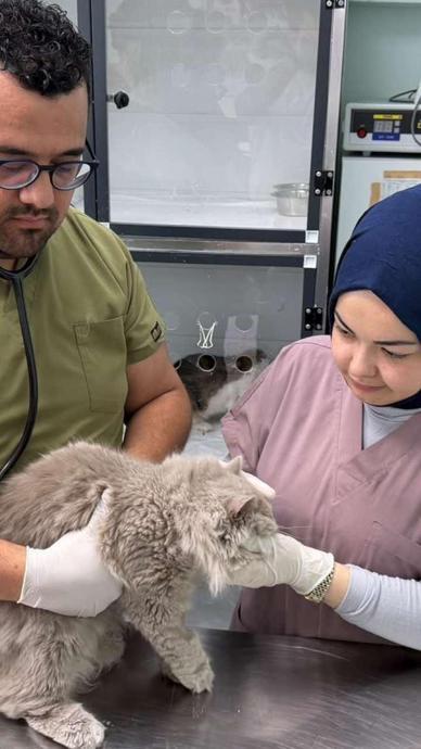 Deprem etkisi yapan kedinin veterineri konuştu