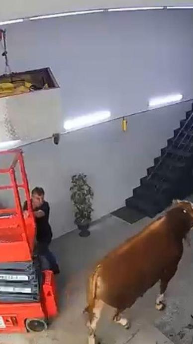 Sahibinden ka&ccedil;an boğa d&uuml;kkana daldı