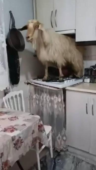Mutfağa dalan ke&ccedil;i ortalığı yıktı!