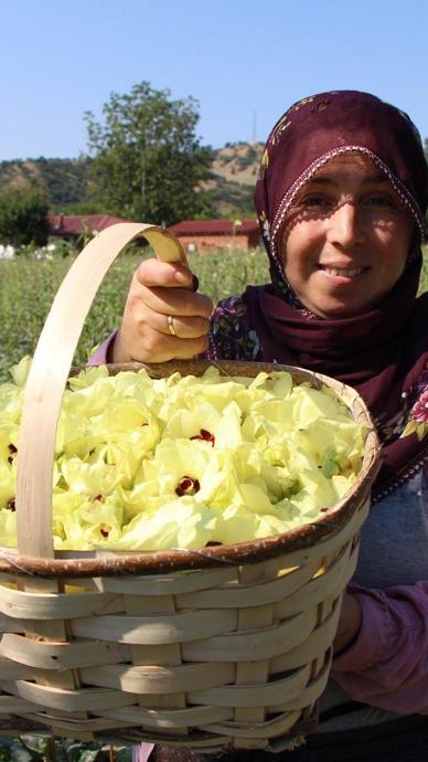 Altın gibi: Hasat başladı!