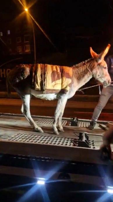 Protokol Yolu'na &ccedil;ıkan eşek yediemine &ccedil;ekildi