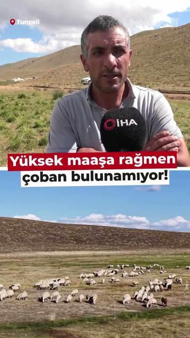 Y&uuml;ksek maaşa rağmen &ccedil;oban bulunamıyor!
