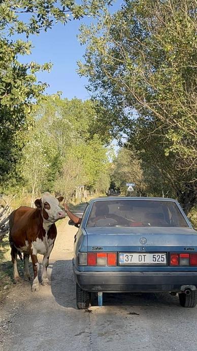İneğin tepkisi i&ccedil; ısıttı!