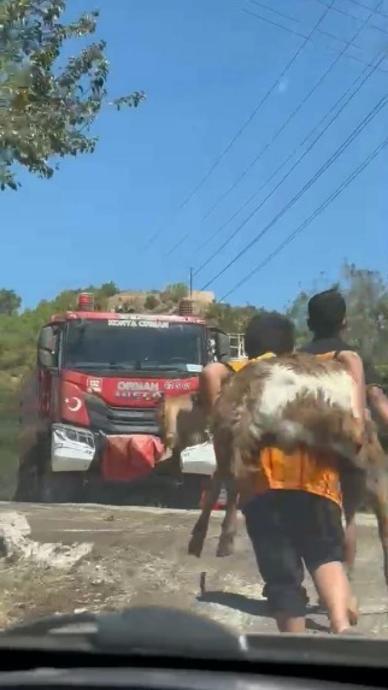 Koca y&uuml;rekli &ccedil;ocuklar oğlakları sırtlarında taşıdı