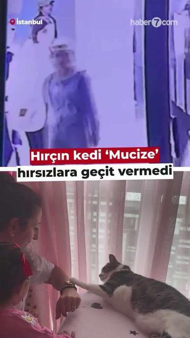 Hır&ccedil;ın kedi evi hırsızlara karşı korudu!