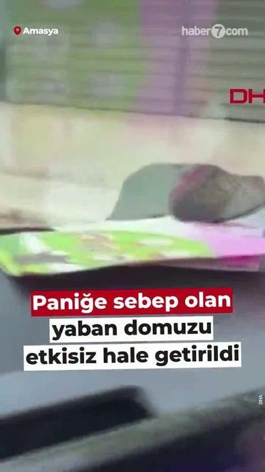 Başıboş domuzu etkisiz hale getirdiler