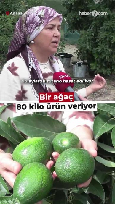 Bir ağa&ccedil; 80 kilo &uuml;r&uuml;n veriyor