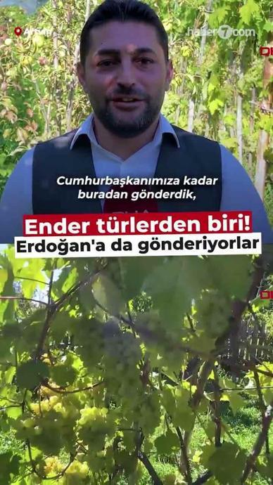 'Peterek' &uuml;z&uuml;m&uuml;nde hasat zamanı
