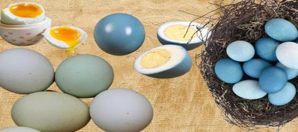 Yumurtadan 10 kat daha fazla protein içeriyor! Mavi ve yeşil yumurtanın faydaları nelerdir?
