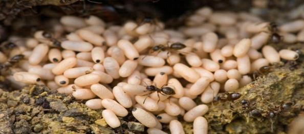 Karınca yumurta yağı ne işe yarar? Karınca yumurtası yağı tüyleri yok