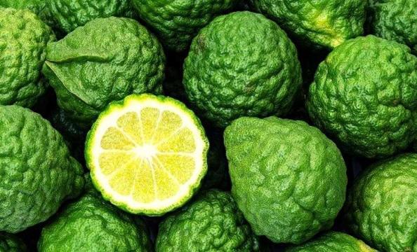 bergamot nedir bergamot nerede yetisir bergamotun faydalari nelerdir saglik haberleri